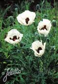 Papaver Orientale-Hybr. Nana 'Royal Wedding'